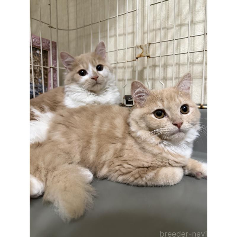 商談中の埼玉県のスコティッシュフォールド-124872