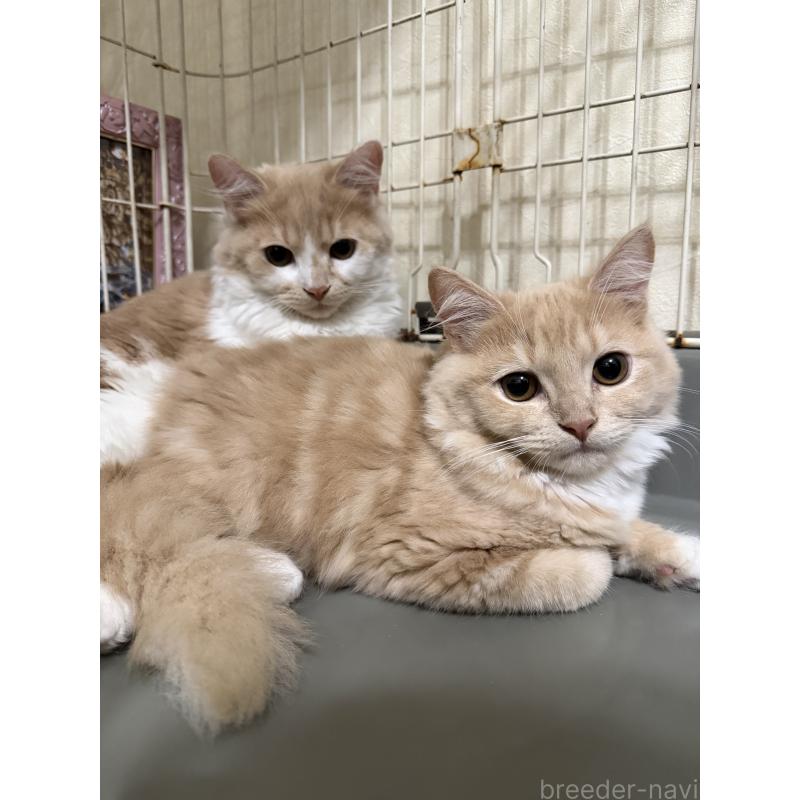 成約済の埼玉県のスコティッシュフォールド-124872の12枚目