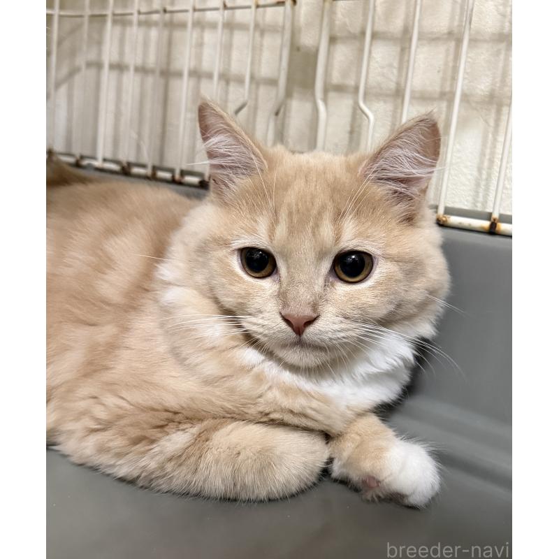 成約済の埼玉県のスコティッシュフォールド-124872の11枚目