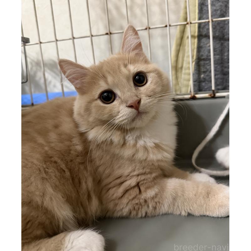 成約済の埼玉県のスコティッシュフォールド-124872の10枚目