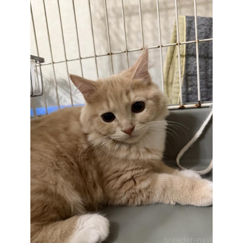 成約済の埼玉県のスコティッシュフォールド-124872の9枚目