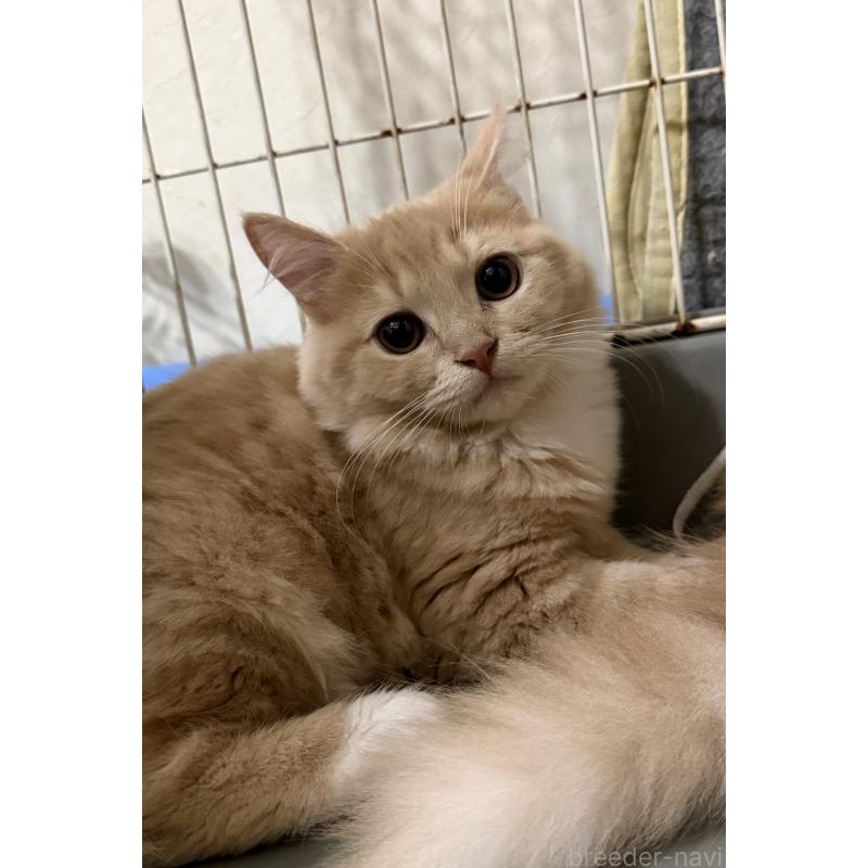 成約済の埼玉県のスコティッシュフォールド-124872の8枚目