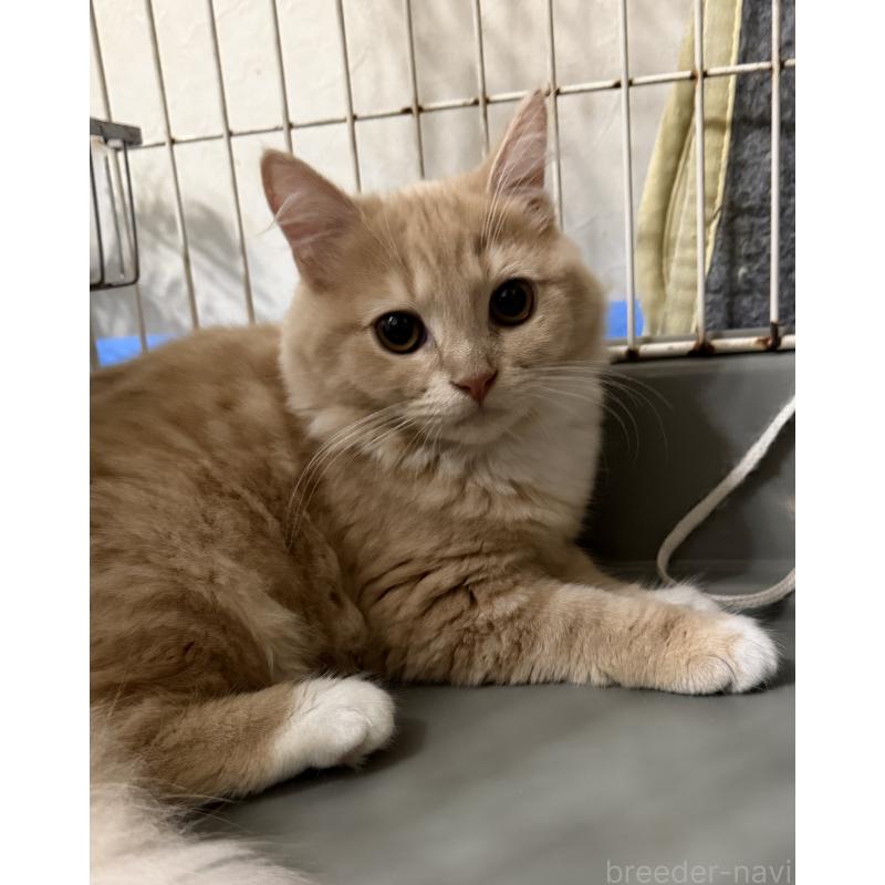 成約済の埼玉県のスコティッシュフォールド-124872の7枚目