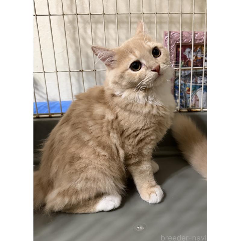 成約済の埼玉県のスコティッシュフォールド-124872の6枚目