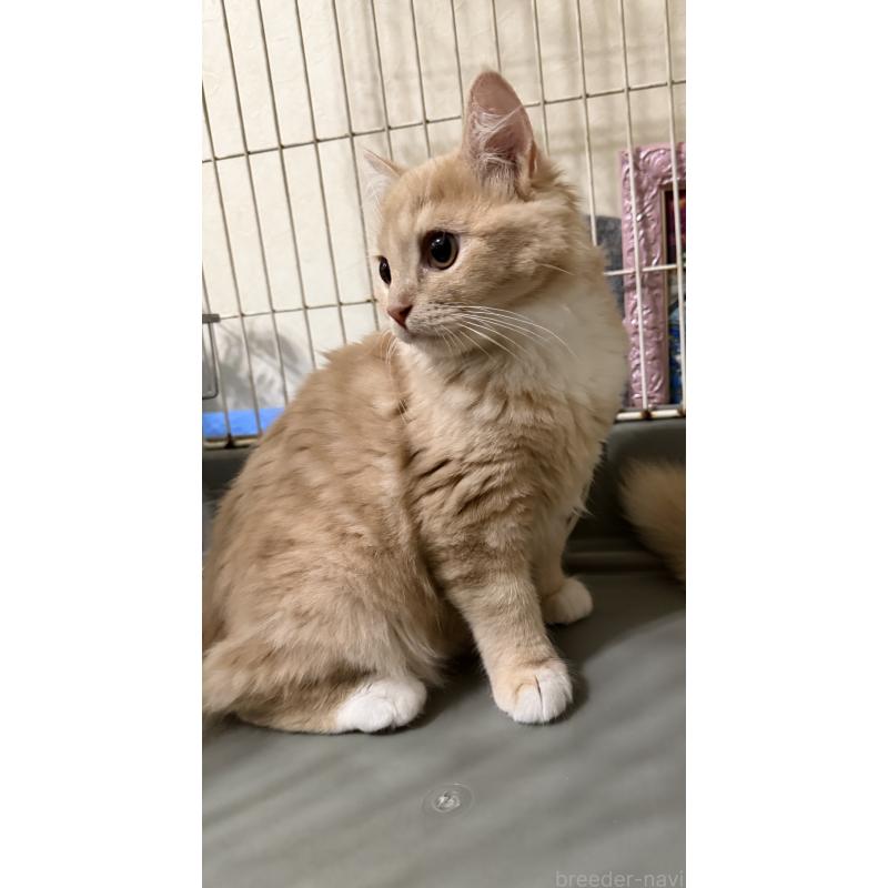 成約済の埼玉県のスコティッシュフォールド-124872の5枚目