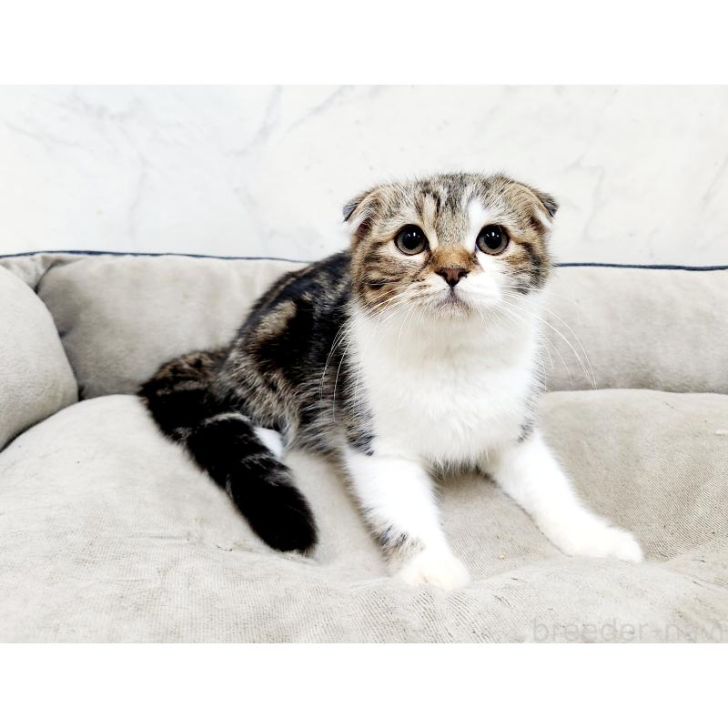 販売中の北海道のスコティッシュフォールド-128937の5枚目