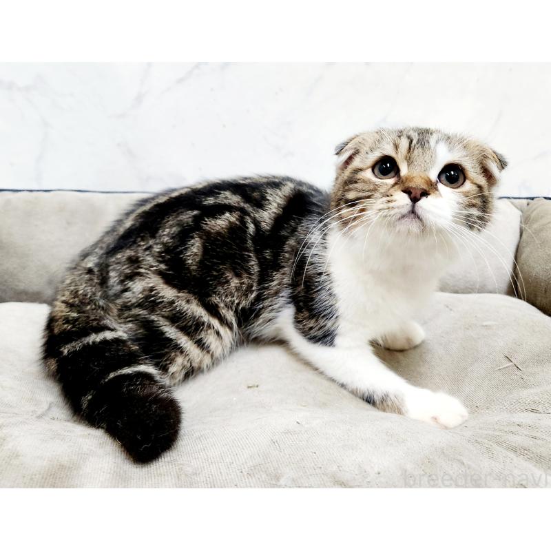 販売中の北海道のスコティッシュフォールド-128937の4枚目