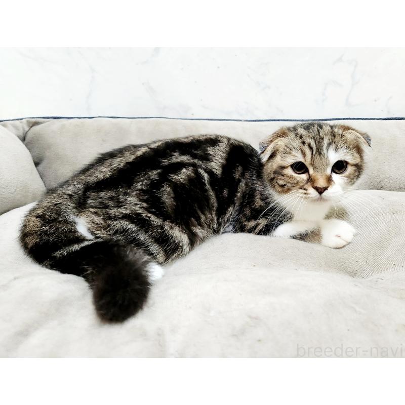 販売中の北海道のスコティッシュフォールド-128937の3枚目