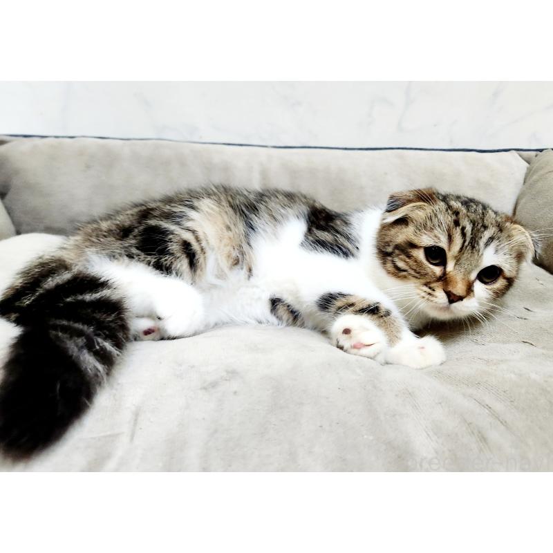 販売中の北海道のスコティッシュフォールド-128937の2枚目