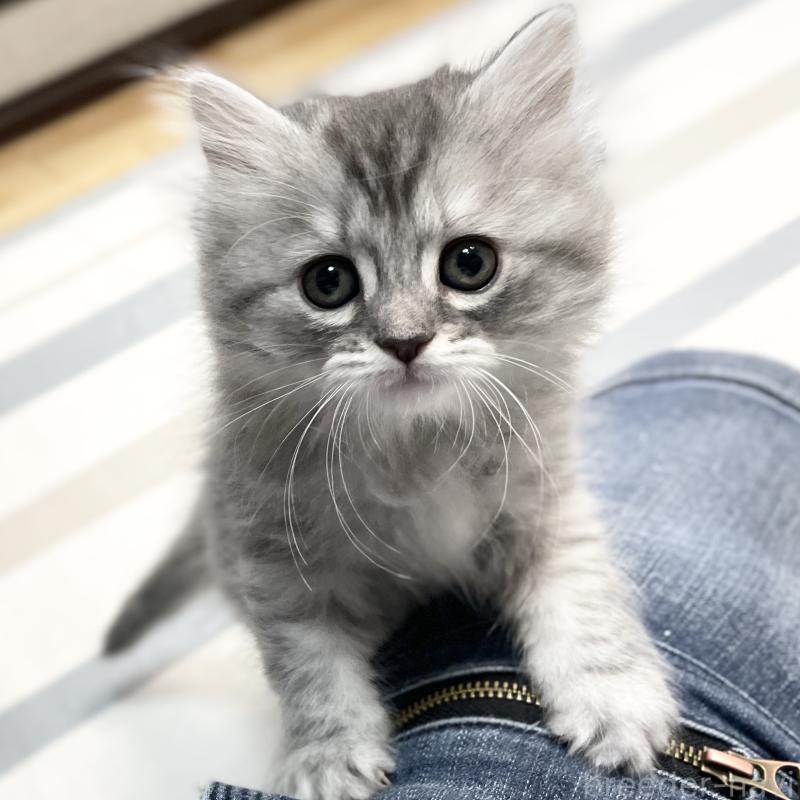 販売中の愛知県のミヌエット-130137