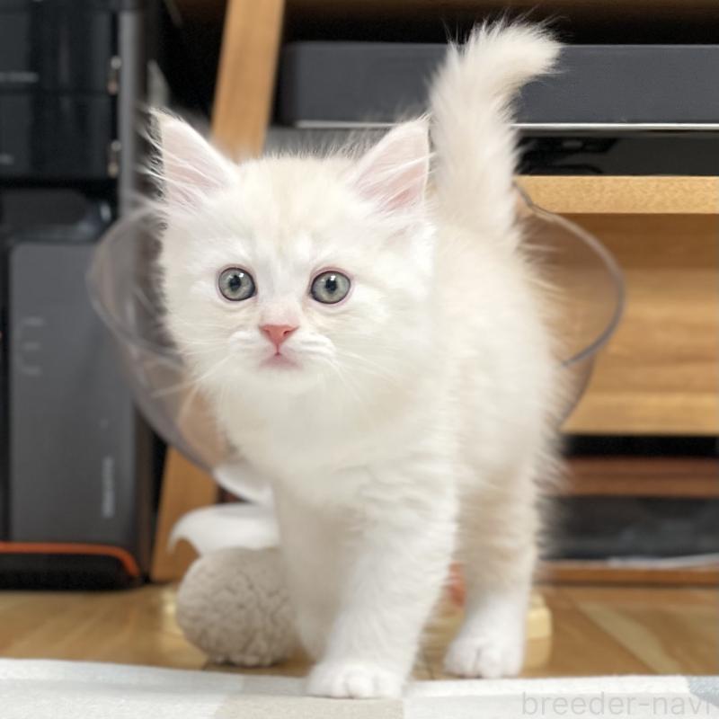 販売中の愛知県のミヌエット-130140