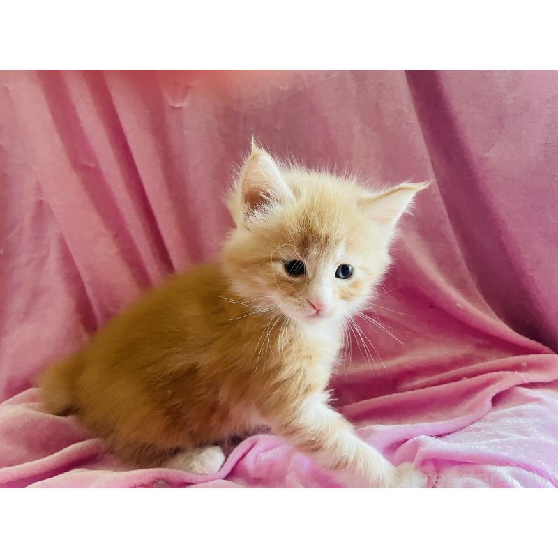 販売中の京都府のメインクーン-132667の3枚目