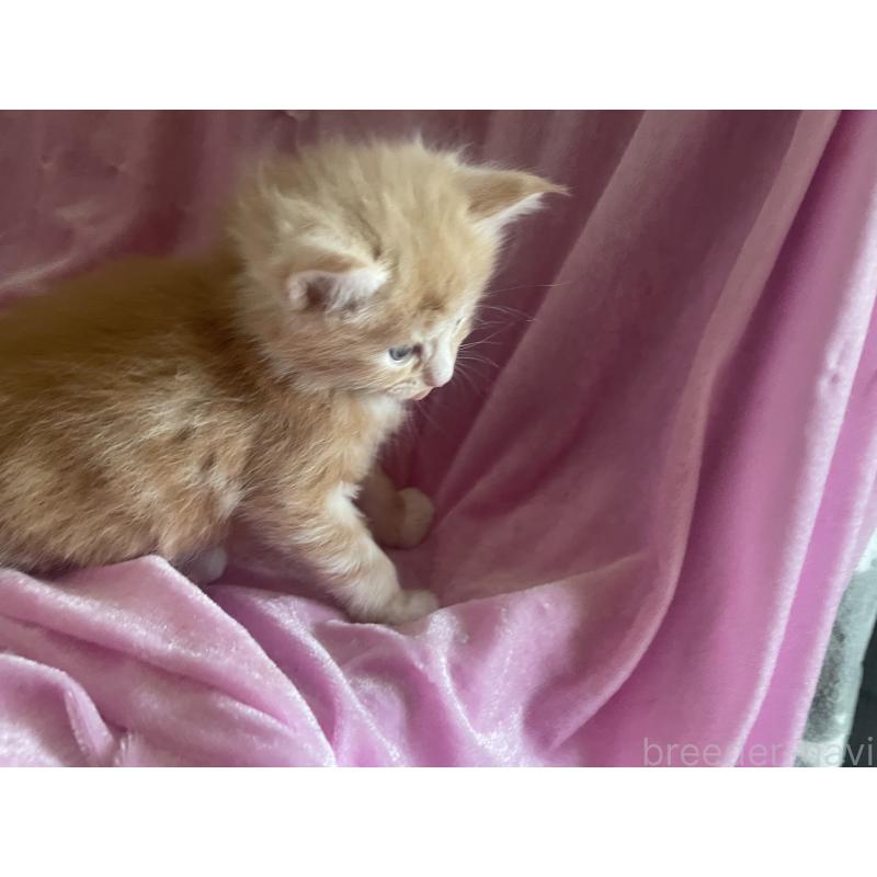 販売中の京都府のメインクーン-132667の2枚目