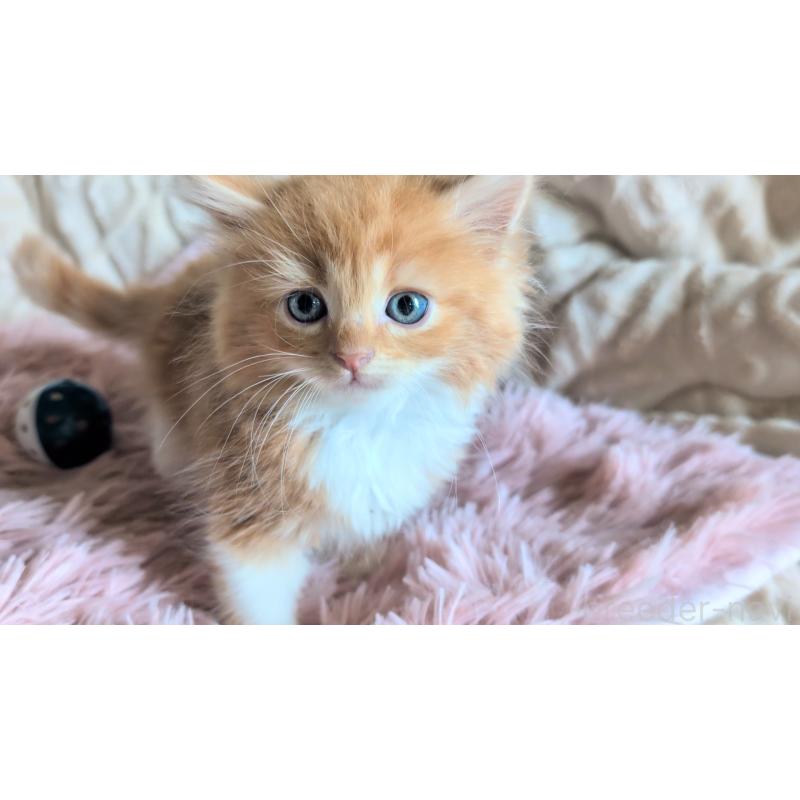 販売中の熊本県のマンチカン-132668の8枚目