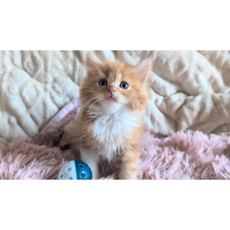 販売中の熊本県のマンチカン-132668の6枚目