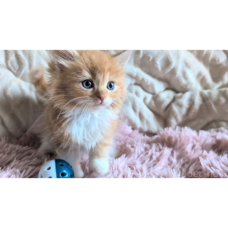 販売中の熊本県のマンチカン-132668の5枚目