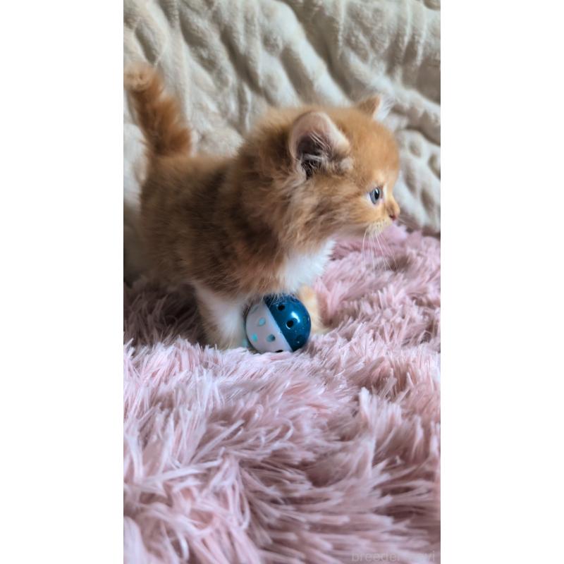 販売中の熊本県のマンチカン-132668の3枚目