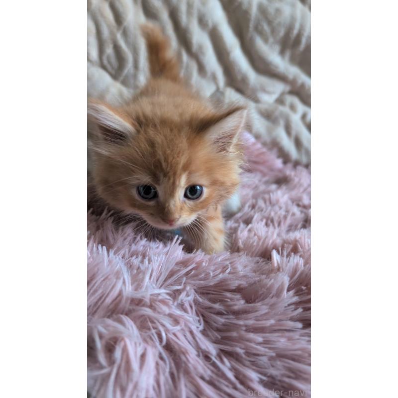 販売中の熊本県のマンチカン-132668の2枚目