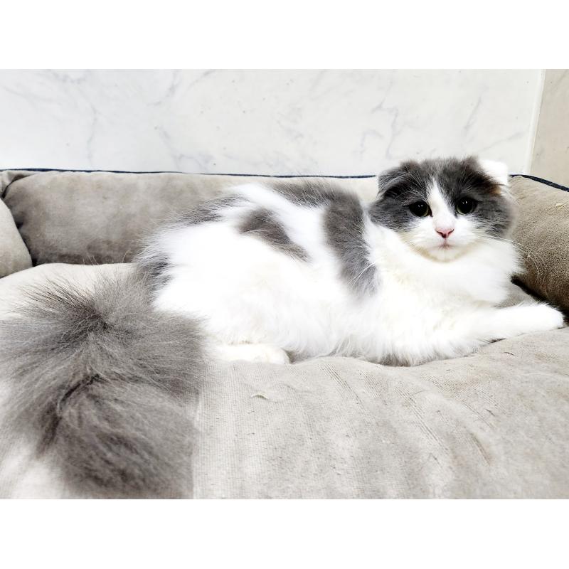 販売中の北海道のスコティッシュフォールド-129774の9枚目