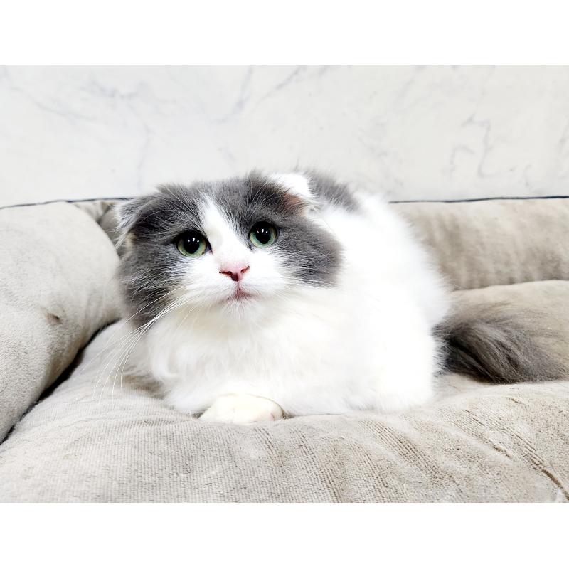 販売中の北海道のスコティッシュフォールド-129774の8枚目