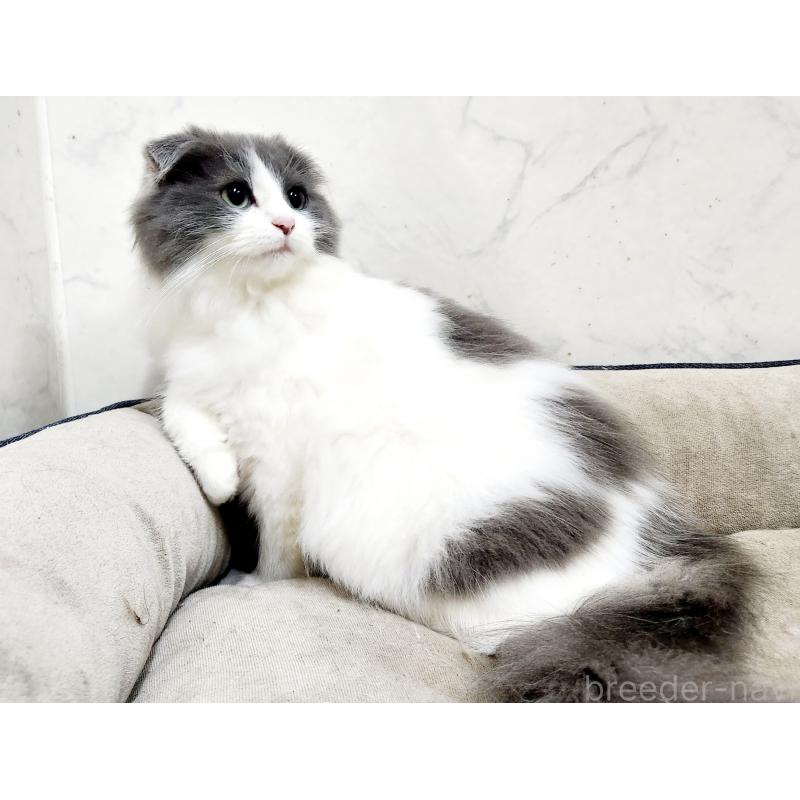 販売中の北海道のスコティッシュフォールド-129774の7枚目