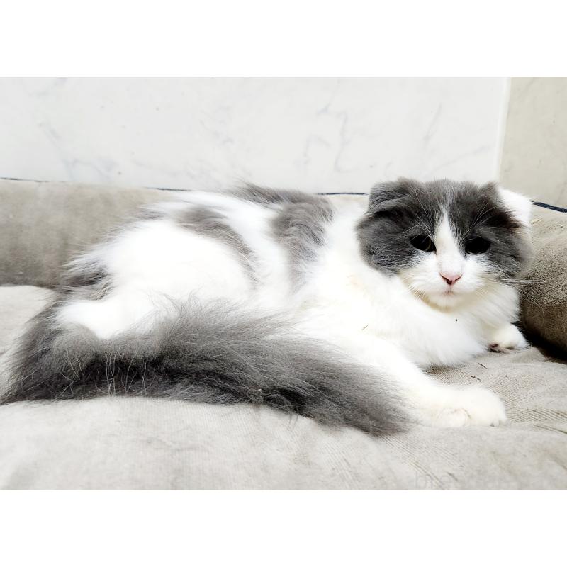 販売中の北海道のスコティッシュフォールド-129774の6枚目