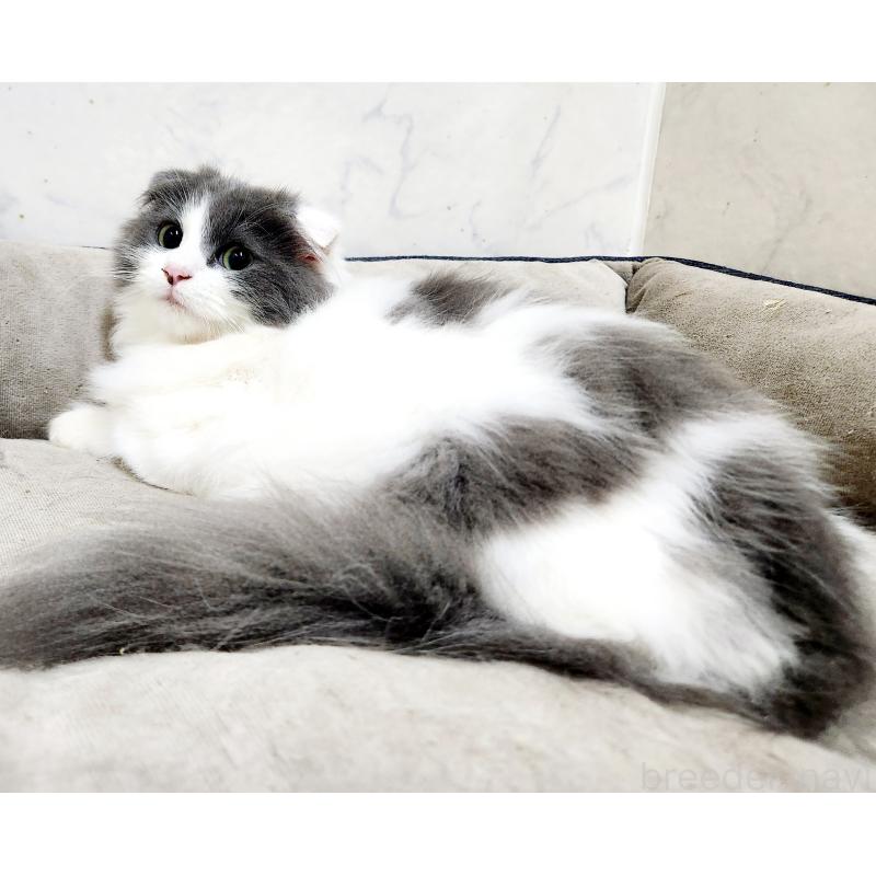 販売中の北海道のスコティッシュフォールド-129774の5枚目