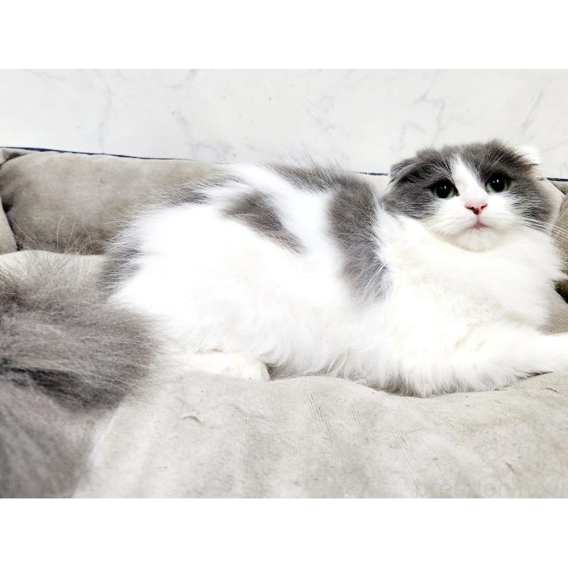 販売中の北海道のスコティッシュフォールド-129774の4枚目