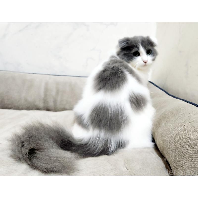 販売中の北海道のスコティッシュフォールド-129774の3枚目