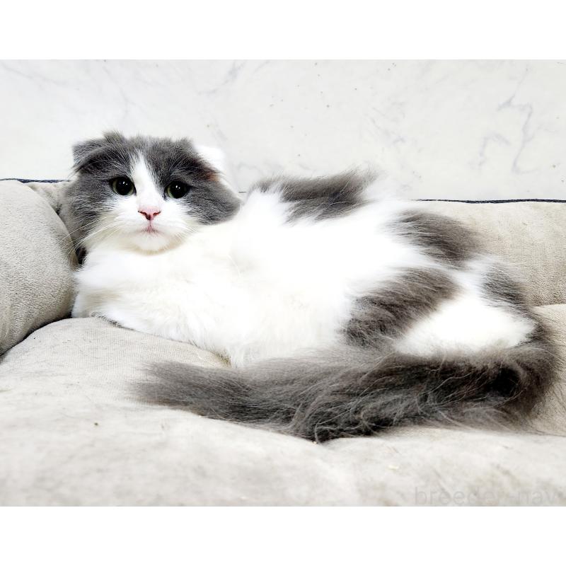 販売中の北海道のスコティッシュフォールド-129774の2枚目
