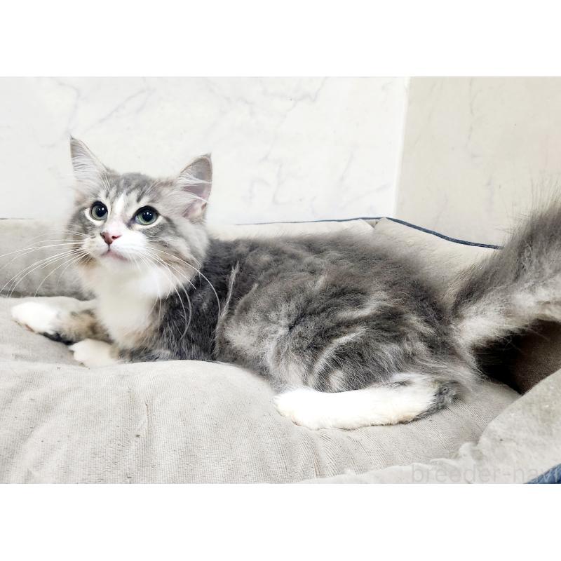 販売中の北海道のノルウェージャンフォレストキャット-123382の6枚目