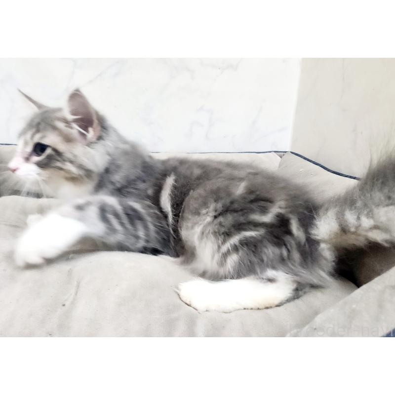 販売中の北海道のノルウェージャンフォレストキャット-123382の5枚目