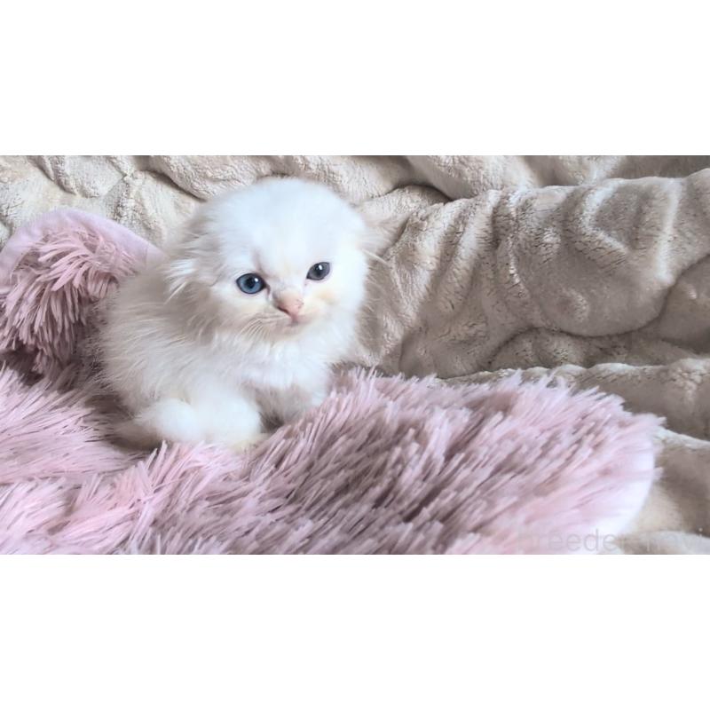 販売中の熊本県のスコティッシュフォールド(折れ耳)-130366の3枚目