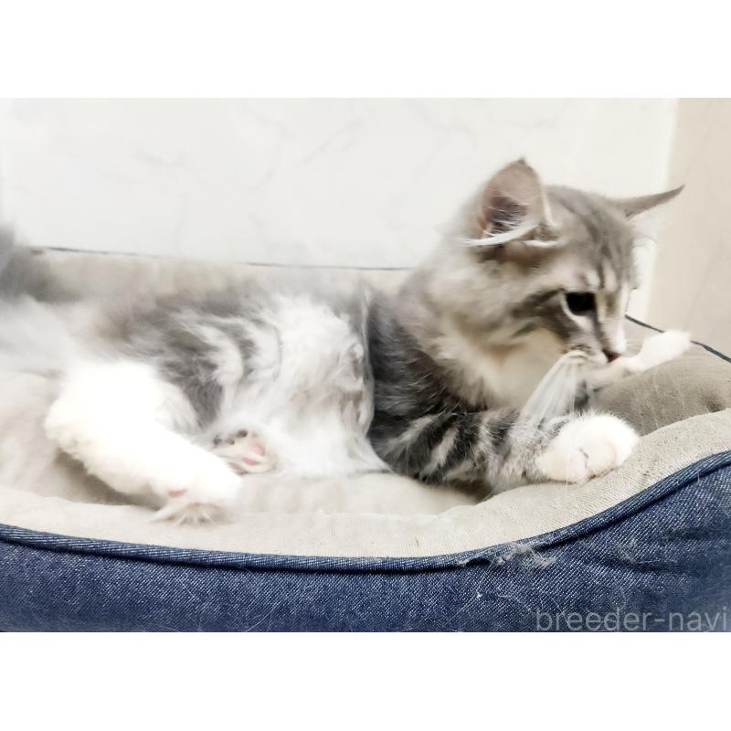 販売中の北海道のノルウェージャンフォレストキャット-123382の4枚目