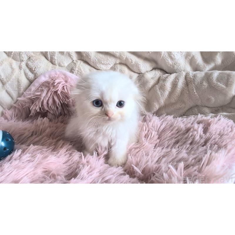 販売中の熊本県のスコティッシュフォールド(折れ耳)-130366の2枚目