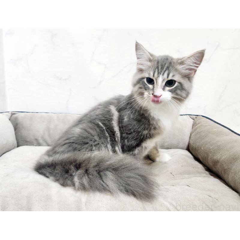 販売中の北海道のノルウェージャンフォレストキャット-123382の3枚目