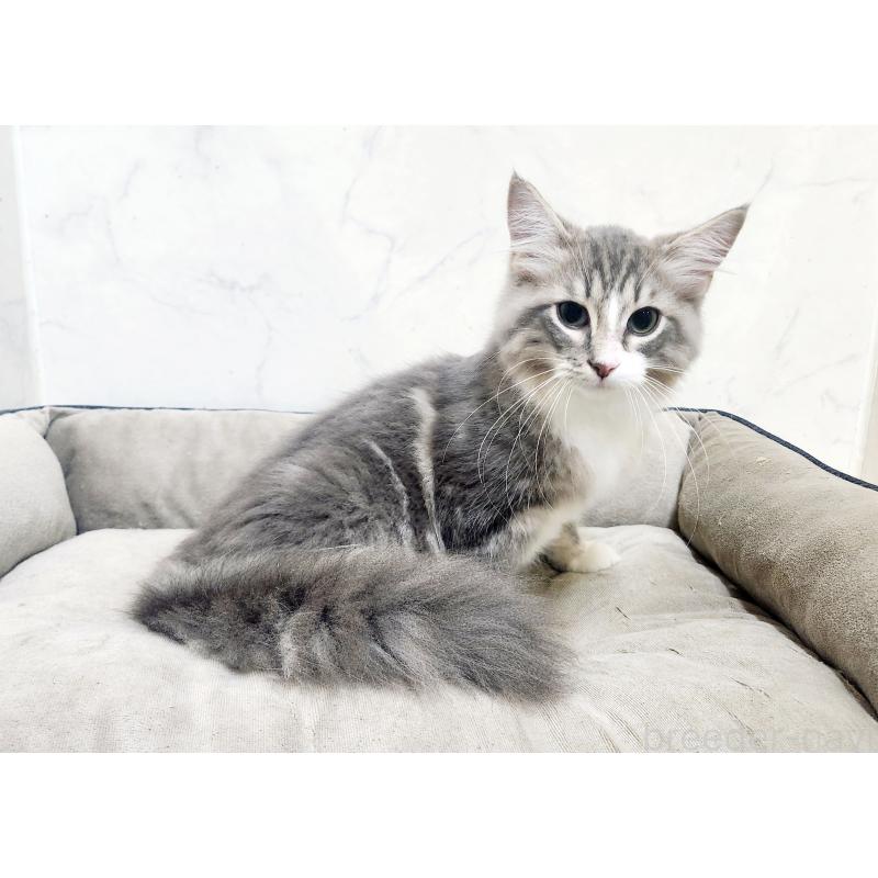 販売中の北海道のノルウェージャンフォレストキャット-123382の2枚目