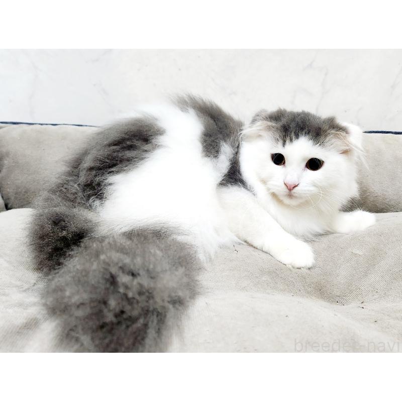 販売中の北海道のスコティッシュフォールド-129772の8枚目