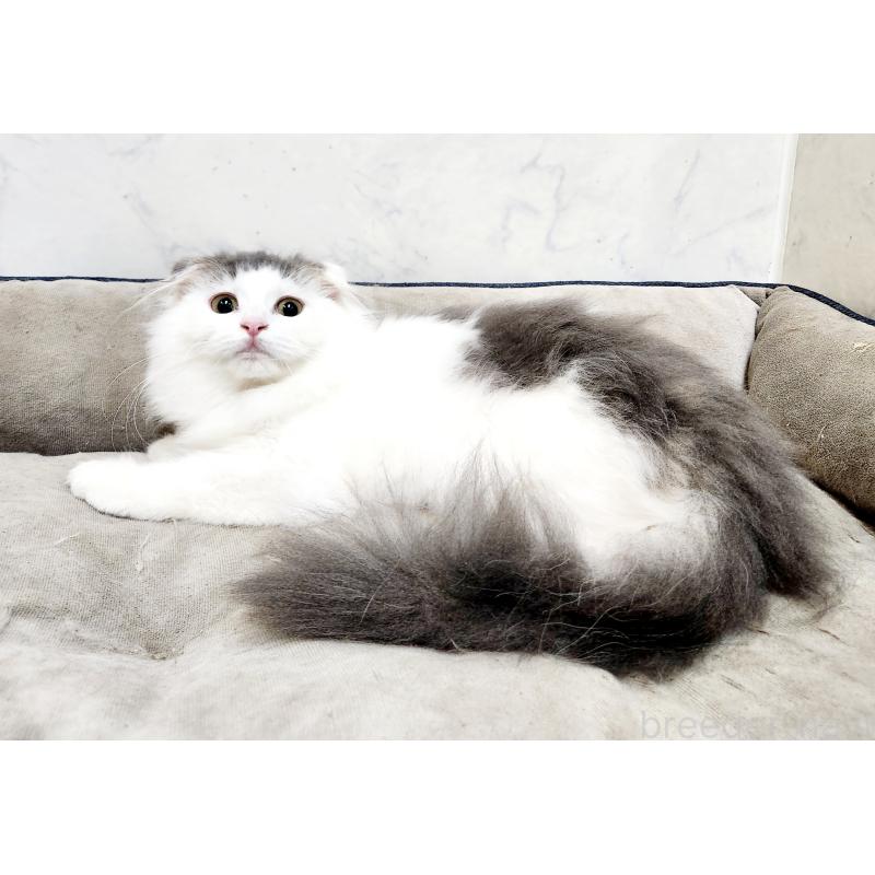 販売中の北海道のスコティッシュフォールド-129772の7枚目