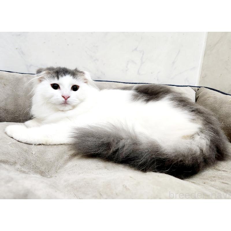 販売中の北海道のスコティッシュフォールド-129772の6枚目