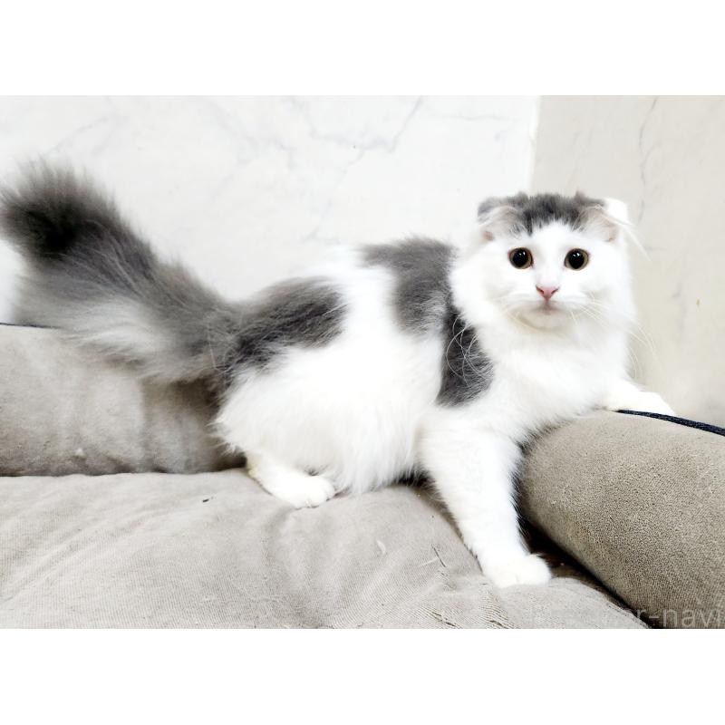 販売中の北海道のスコティッシュフォールド-129772の5枚目