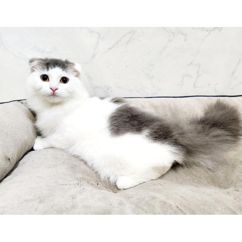 販売中の北海道のスコティッシュフォールド-129772の4枚目