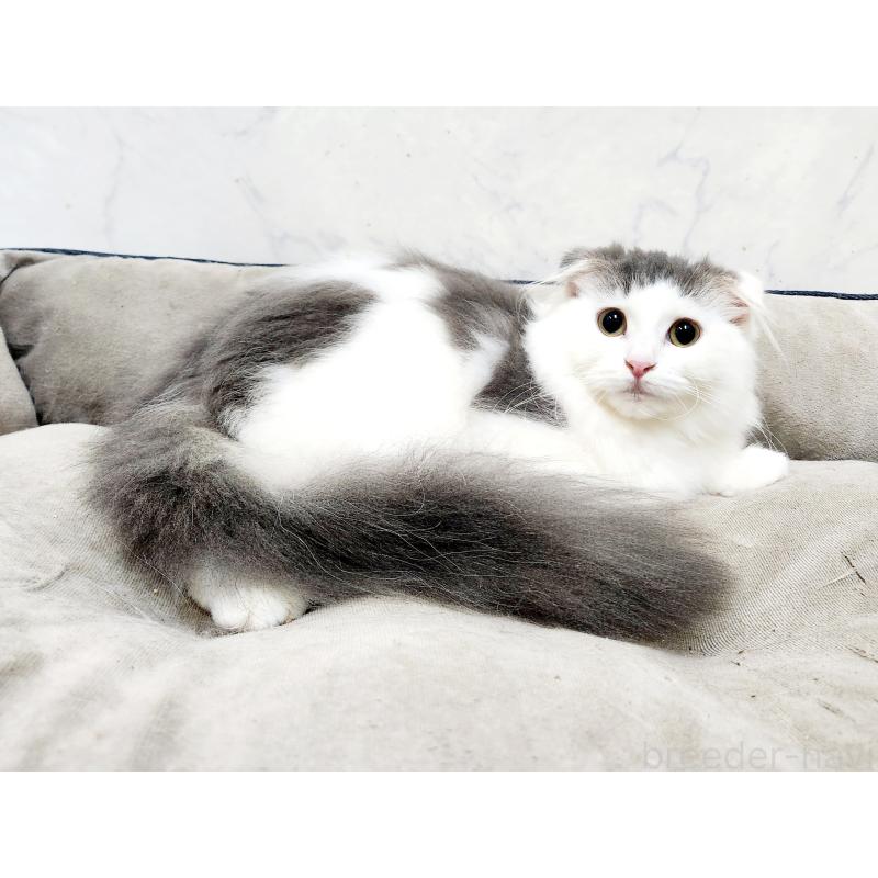 販売中の北海道のスコティッシュフォールド-129772の3枚目