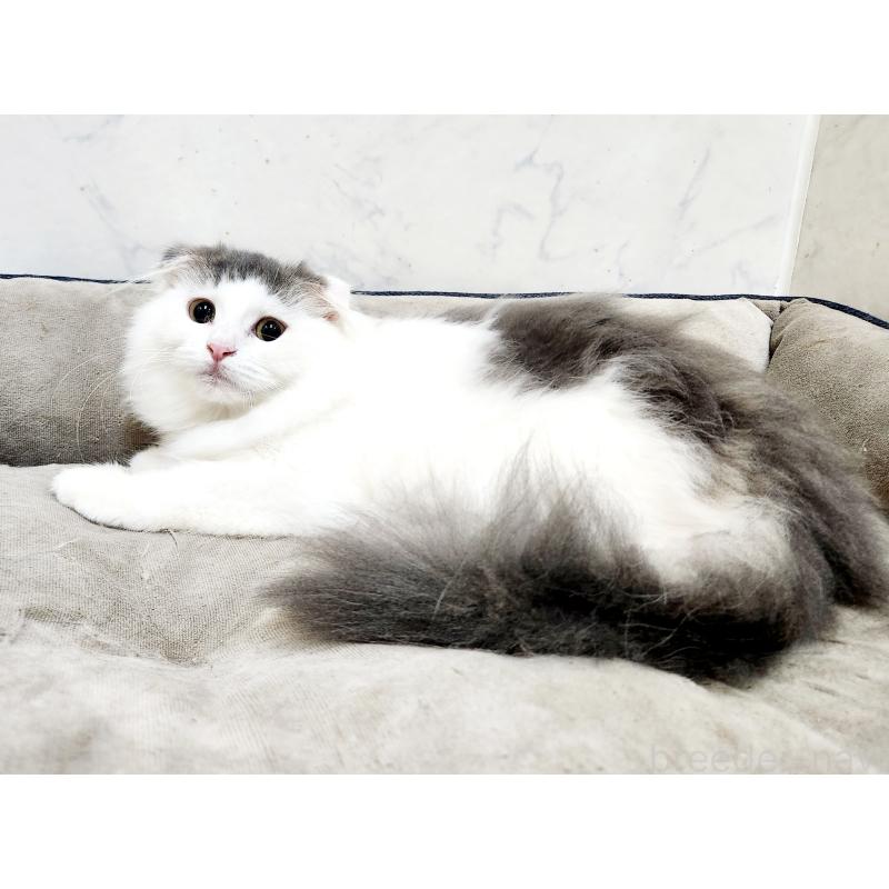 販売中の北海道のスコティッシュフォールド-129772の2枚目