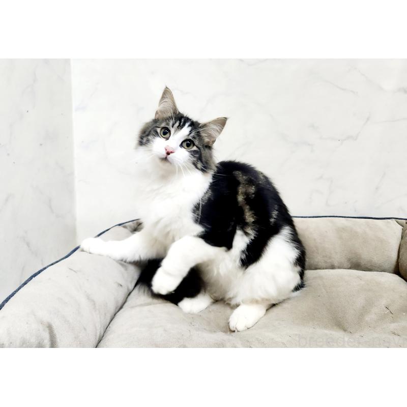 販売中の北海道のノルウェージャンフォレストキャット-132669の9枚目