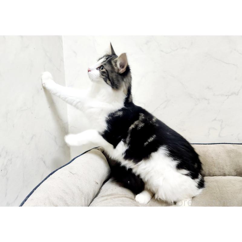 販売中の北海道のノルウェージャンフォレストキャット-132669の8枚目