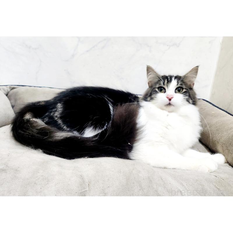 販売中の北海道のノルウェージャンフォレストキャット-132669の7枚目