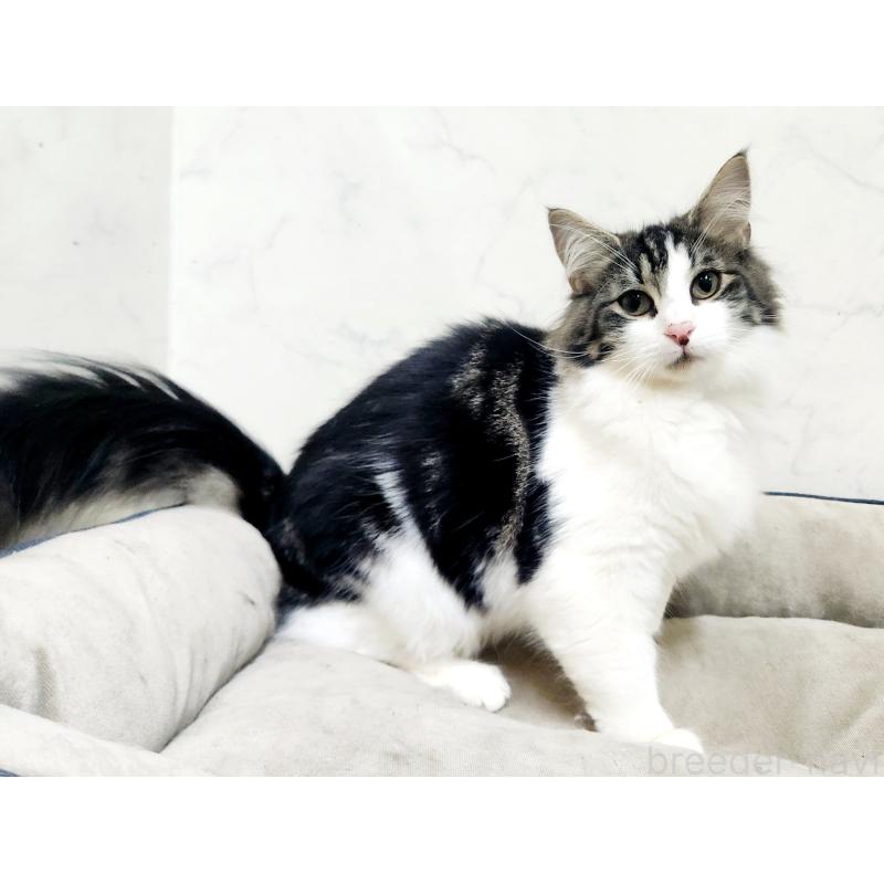 販売中の北海道のノルウェージャンフォレストキャット-132669の6枚目