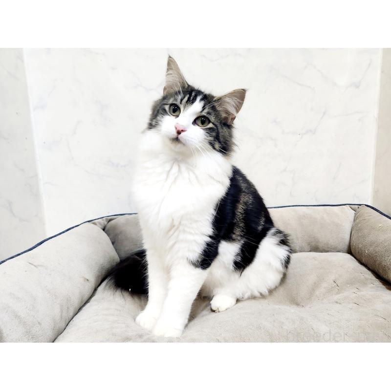 販売中の北海道のノルウェージャンフォレストキャット-132669の5枚目