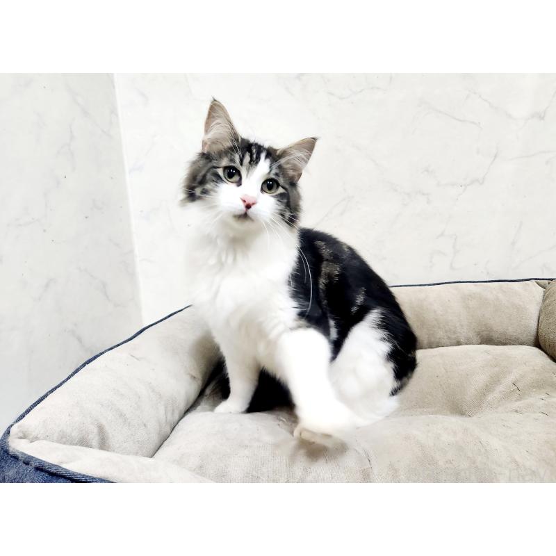 販売中の北海道のノルウェージャンフォレストキャット-132669の4枚目